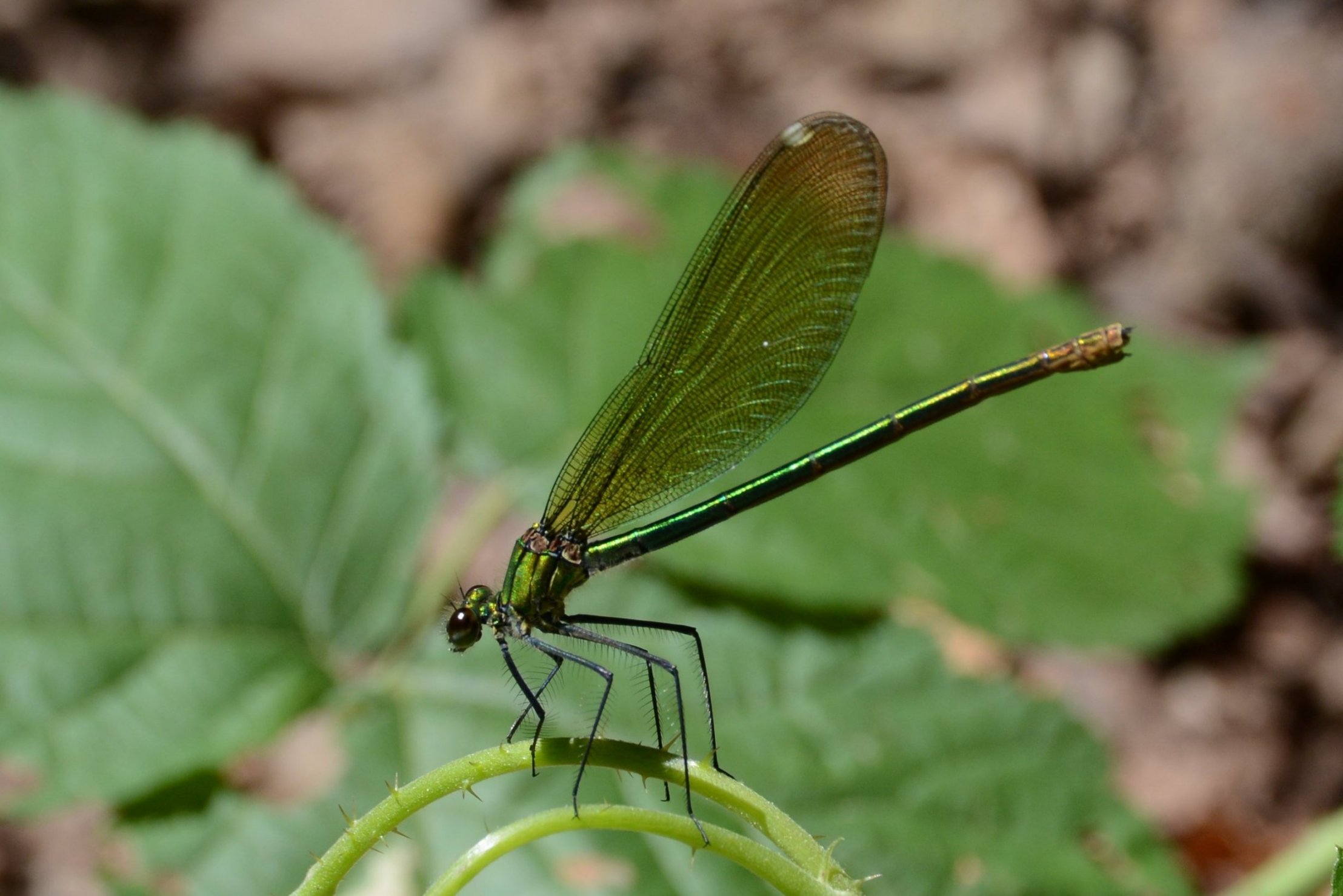 Libellula da identificare 3